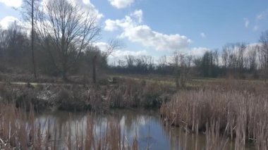 Güzel, sakin, sulak bir arazi açık mavi bir gökyüzünün altında uzanır. Etrafı uzun sazlıklar ve yemyeşil ağaçlarla çevrilidir.
