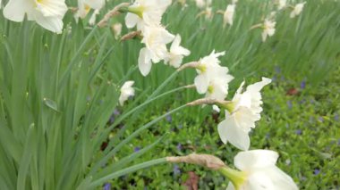 Sallanan, çiçek açan beyaz nergislerle dolu nefes kesici, canlı bir alan hafif esintide dans ediyor.