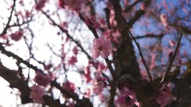 Güzel kiraz çiçekleri parlak güneş ışığı altında canlı bir şekilde açıyor, doğanın ihtişamını gözler önüne seriyor.