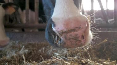 Bir ineğin burnunun yakın çekimi, beslenme alışkanlıklarını bir ahırda sergiliyor, doğal ışıkta güzelce yakalıyor.