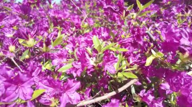 Canlı, yeşil yapraklı mor çiçeklere yakın çekim, güzel doğa görsellerini sergilemek için mükemmel.