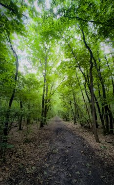 Parlak yeşil bir ormanın içinden süzülen sakin bir yol, yukarıdaki yaprakların arasından süzülen güneş ışığı