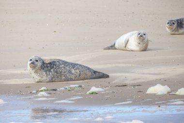 Eierland, De Cocksdorp, Texel, Hollanda, 28 Ekim 2024, bir grup fok kumlu sahilde dinleniyor, benzersiz desenlerini ve güneşli ifadelerini sergiliyorlar.