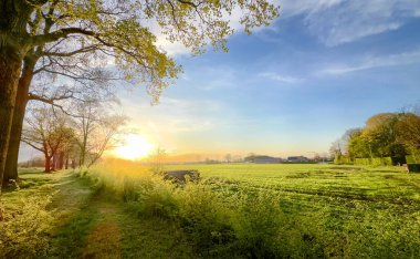 Nefes kesen bir gün doğumu, canlı yeşil bir tarlaya sıcak ve altın bir ışık saçar. Uzun ağaçlar tarafından güzelce çerçevelenmiş.