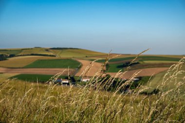 Cap Blanc-Nez, Escalles, Pas-de-Calais, Hauts-de-France, Fransa, 29 Temmuz 2025, kayan tepelerin, canlı yeşil tarlaların ve açık mavi gökyüzünün altında sallanan çimlerin resimli görüntüsü..