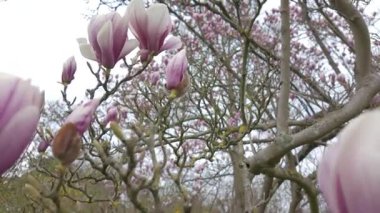 Dallarda açan manolya çiçeklerinin görkemli güzelliğini gösteren karmaşık yakın çekim manzaraları