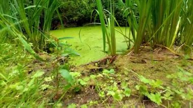 Canlı yeşil sulak bir arazinin huzurlu ve huzurlu manzarası, suların kenarında yemyeşil yosunlar ve uzun otlar sergileniyor.