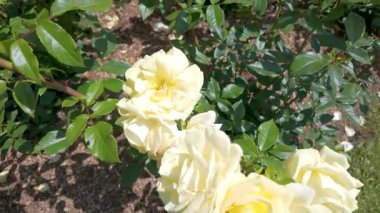 Hayat dolu büyüleyici bir bahçe ortamında canlı canlı açan güzel sarı güllerin çarpıcı bir yakın çekimi.