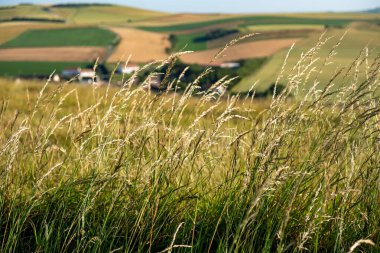 Cap Blanc-Nez, Escalles, Pas-de-Calais, Hauts-de-France, Fransa, 29 Temmuz 2025, rüzgarda sallanan yemyeşil çimlerin manzaralı manzarası, arka planda manzaralı yuvarlanan tepeler