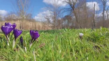 Canlı mor timsahlar güneşli ve neşeli bir çayırda güzel bir şekilde çiçek açarak baharın neşe dolu gelişini işaret ederler.