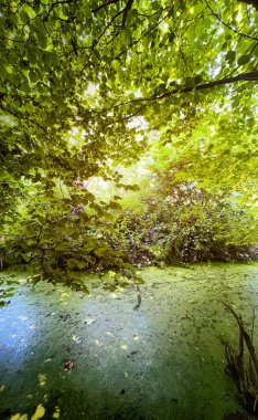 Sakin ve sakin bir bakış, canlı yeşil yapraklar sakin bir gölet üzerine yansıyan, gerçek güzellikler