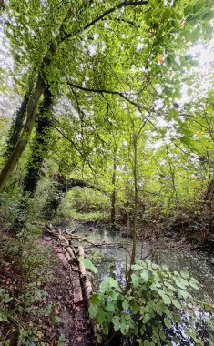 Huzurlu ve sakin bir ormanlık alan. Huzurlu bir su akıntısı ve canlı yeşillik barındırıyor.