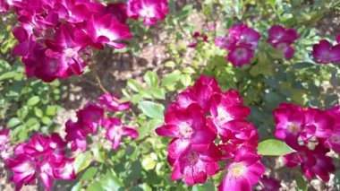 Çiçeklerle dolu yemyeşil bir bahçe ortamındaki doğanın güzelliğini zarif bir şekilde gösteren canlı mor güller.