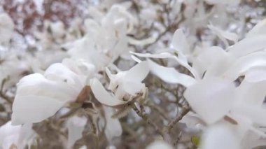 Yumuşak, kadife yapraklı yumuşak ve güzel beyaz manolya çiçekleri yumuşak, bulanık arka planda