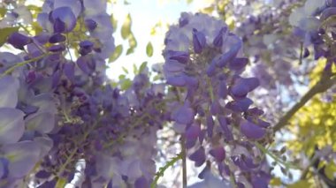 Wisteria çiçekleri güneş ışığında çağlar, doğanın özünü tamamen açar, nefis güzelliğini sergiler.