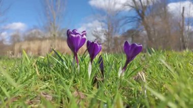 Bugün açık mavi gökyüzünün altındaki yemyeşil çimlerde güzel mor kır çiçekleri canlı canlı açıyor.