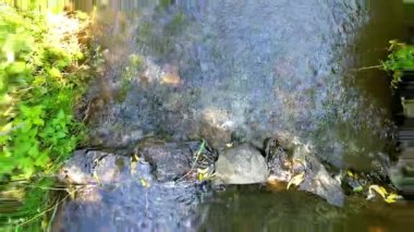 Huzurlu ve huzurlu bir akarsu yumuşak taşların üzerinde yavaşça akıyor, yemyeşil yapraklarla çevrili.