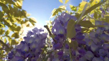 Parlak mor salkımcık çiçeklerinin göz kamaştırıcı manzarası, yemyeşil yaprakların arasından süzülen güneş ışığı...