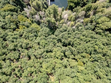 Göz kamaştırıcı bir hava manzarası. Arkaplanda dingin su bulunan canlı, yemyeşil bir ormanı gözler önüne seriyor.