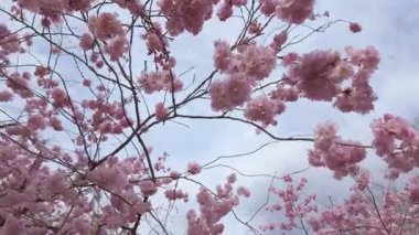 Bulutlu bir arkaplana kurulmuş dallarda açan güzel pembe kiraz çiçeklerinin muhteşem manzarasının tadını çıkar.