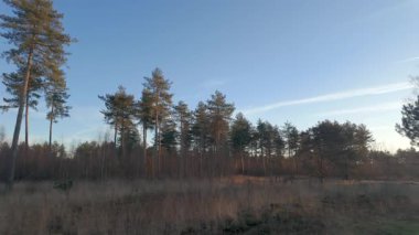 Huzurlu ve sakin bir orman sahnesinde, güzel alacakaranlıkta, açık gökyüzüne uzanan uzun ağaçlar görülüyor.