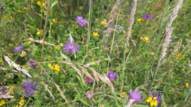 Bereketli yeşilliklerle çevrili canlı ve renkli bir kır çiçeği gösterisi. Tüm doğa severlerin keşfetmesi için ideal.