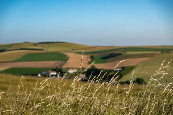 Cap Blanc-Nez, Escalles, Pas-de-Calais, Hauts-de-France, Fransa, 29 Temmuz 2025, berrak mavi bir gökyüzü altında sergilenen canlı yeşil alanlar sergilenmektedir.