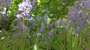 Canlı BlueBell çiçekleri güneşli yeşil bir ormanda güzelleşir. Doğanın gerçek özünü gözler önüne serer.
