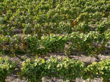 Trois-Puits, Reims, Marne, Grand-Est, France, August, 28th, 2025, Champagne Area, Lush green grapevines flourishing in a beautifully maintained vineyard showcasing remarkable fruitful growth