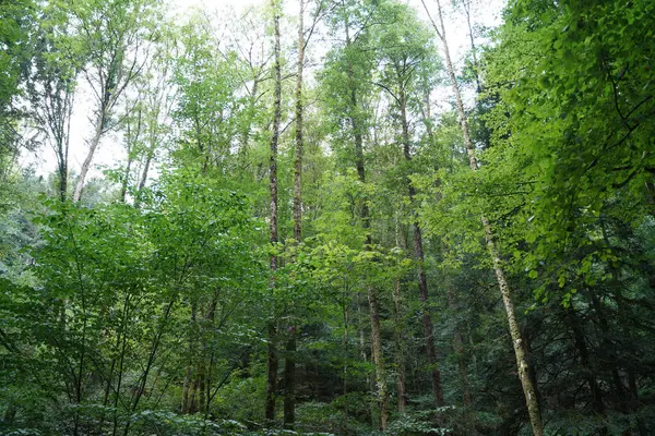 Nízký Úhel Idylický Pohled Krásné Vysoké Zelené Stromy Rostliny Rostoucí — Stock fotografie