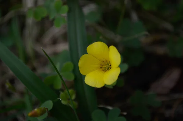 Yellow Wild Flower Green Bokeh Background — Stock Photo, Image