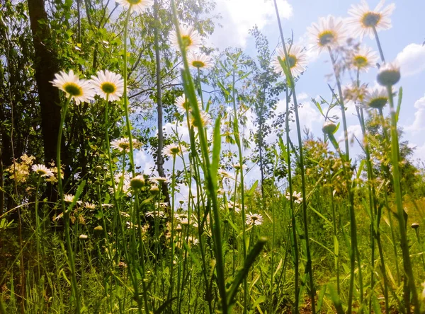 stock image Daisies in meadow at  sun day. Flowers and herbs. Summer day.