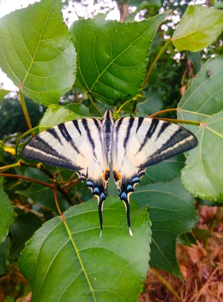 Scarce Swallowtail Iphiclides Podalirius Hermosa Mariposa Fondo Las Hojas Verdes — Foto de Stock