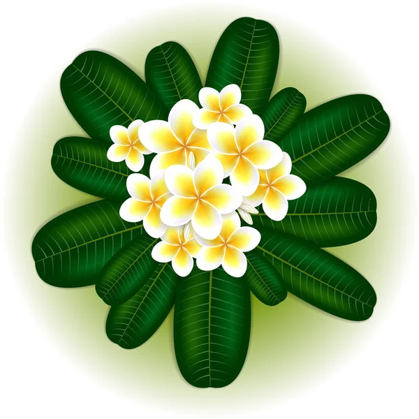 Plumeria Kwiat Frangipani Zielonych Liści — Wektor stockowy