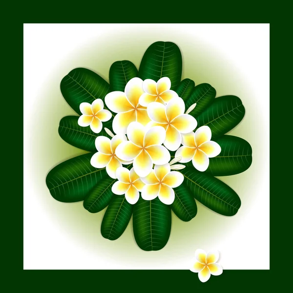 Plumeria Frangipani Flor Con Hojas Verdes — Vector de stock
