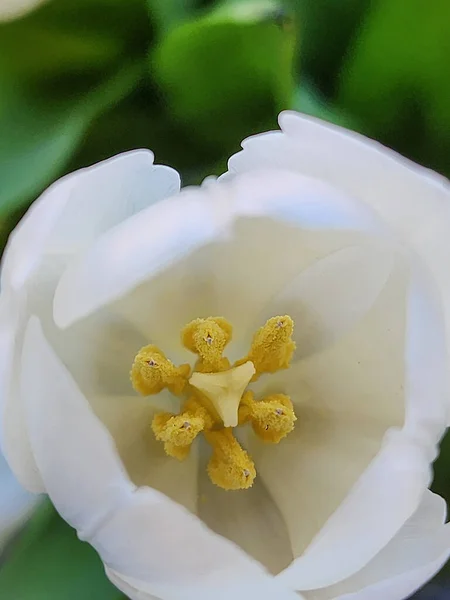 Flor Tulipa Branca Núcleo Pistilos Estames Com Pólen Pétalas Brancas — Fotografia de Stock