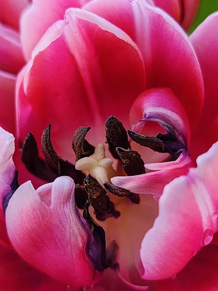 Lale Çiçeği Çekirdek Erkek Organlar Polenli Erkek Organlar Bir Sürü — Stok fotoğraf