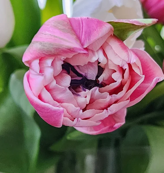 Flor Tulipán Rosa Cubierta Con Gotas Rocío Muchos Pétalos Rosa — Foto de Stock