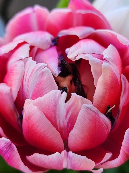 Flor Tulipán Núcleo Pistilos Estambres Con Polen Muchos Pétalos Rosados —  Fotos de Stock