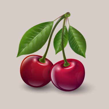 Olgun kirazların vektör çizimi. Yapraklı iki olgun kırmızı dut. İllüstrasyon etiketler ve paketleme için kullanılabilir.