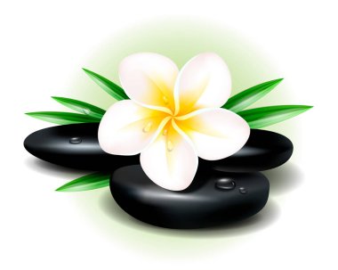 Tropikal spa ve tatil köyünün vektör çizimi. Masaj için siyah sıcak taşlar ve yeşil yapraklı egzotik tesisat çiçeği..