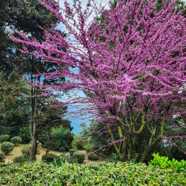 Yeşil bitkilerin arasında güzel pembe Yehuda ağacı.