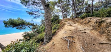 Denizin üzerindeki ormandaki çam ağaçlarının arasında bir patika. Ağaç kökleri görünür. Güneşli bir gün. Akdeniz ve sahil. Çam Ormanı. Yaz günü. Costa Brava. İspanya.