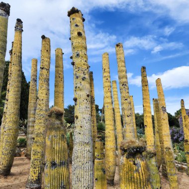 Büyük Kol Kaktüsü, Organ Boru Kaktüsü Parlak mavi gökyüzü arka planında.