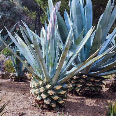 Yerde büyük mavi bir agave var. Kalın ve pürüzlü yapraklar.. 