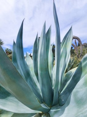 Dikenli büyük mavi agave yaprakları. Kalın ve pürüzlü yapraklar. Kapat..