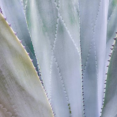 Dev bir Agave 'in dikenli yaprakları testere dişlerine benziyor. Kapat..