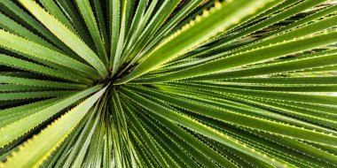 Dasylirion veya Texas sotol. Radikal yeşil arkaplan.