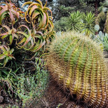 Büyük Ehinocactus yakın çekim. Dikenli küre bitkileri, aloe vera ve Yucca bitkileri. Yeşil Doğa geçmişi. Duvar Kağıdı.