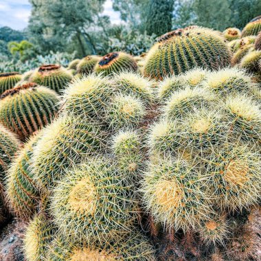 Kaya ocağı, farklı kaktüslerin olduğu çöl bahçesi. Golden Barrel Kaktüsü - Echinocactus grusonii. Jardin 